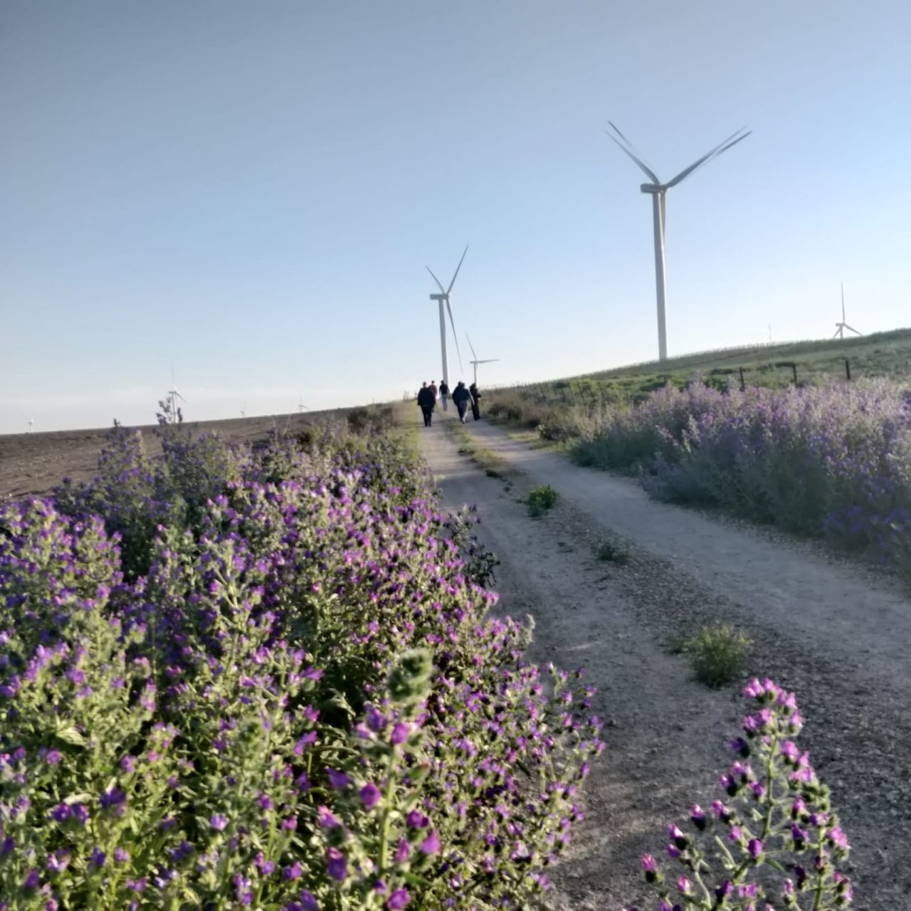 Rural landscape with wind power