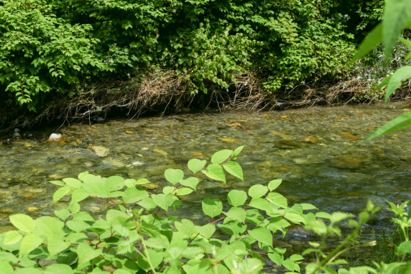 Applications are now open for the first edition of ‘Lambrogino 2026: guardians of the river’