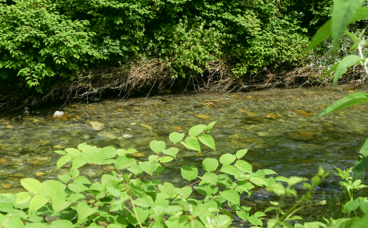 Applications are now open for the first edition of ‘Lambrogino 2026: guardians of the river’